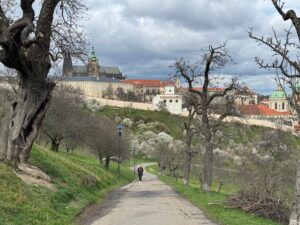 a person walking on a path with trees and buildings in the background