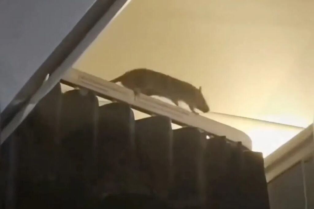 a mouse walking on a radiator