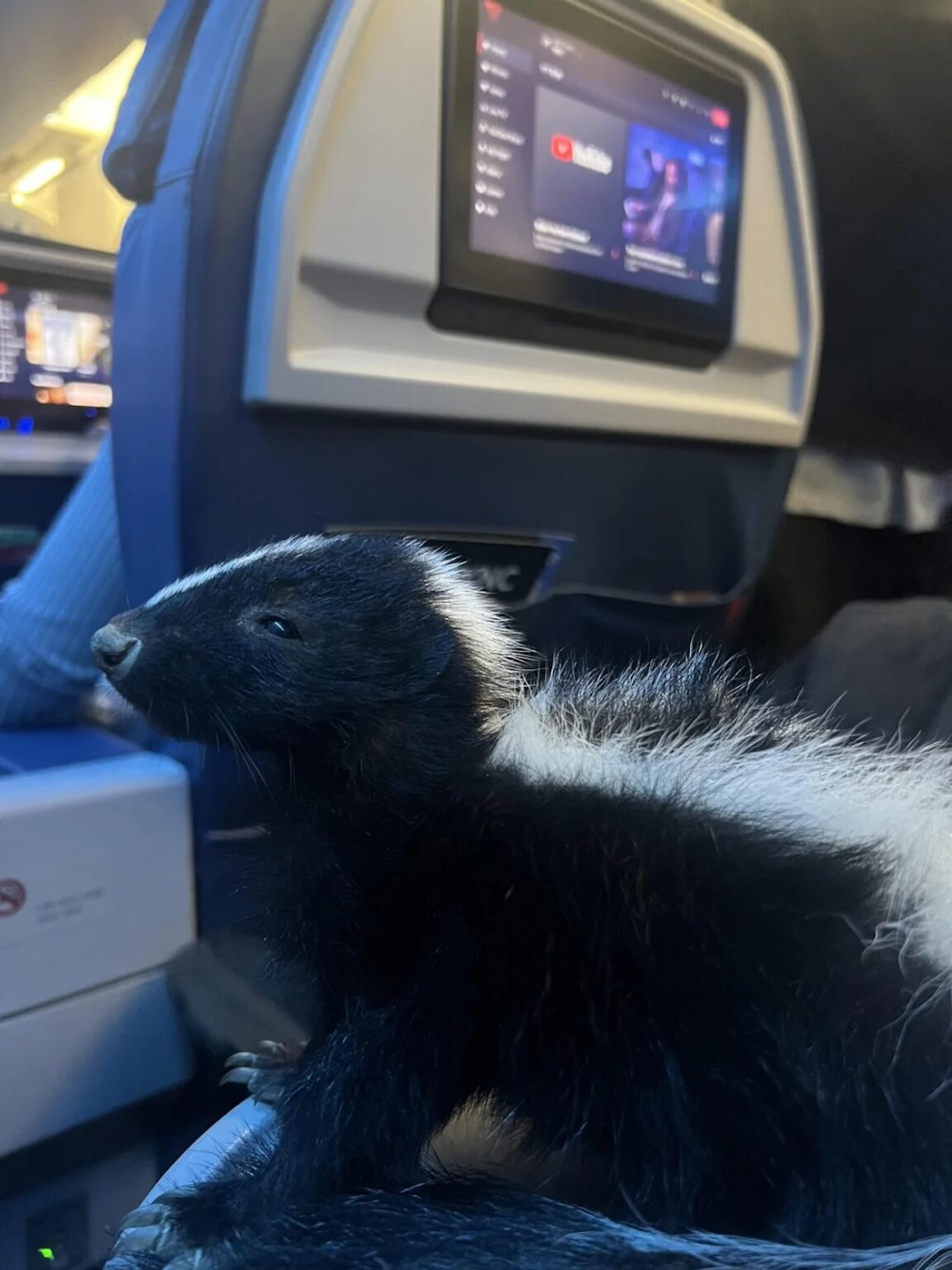 a skunk on an airplane