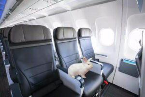 Alaska Airlines Allows Rabbits Back In Cabin But Moves To Ban Household Birds a rabbit on a seat in an airplane