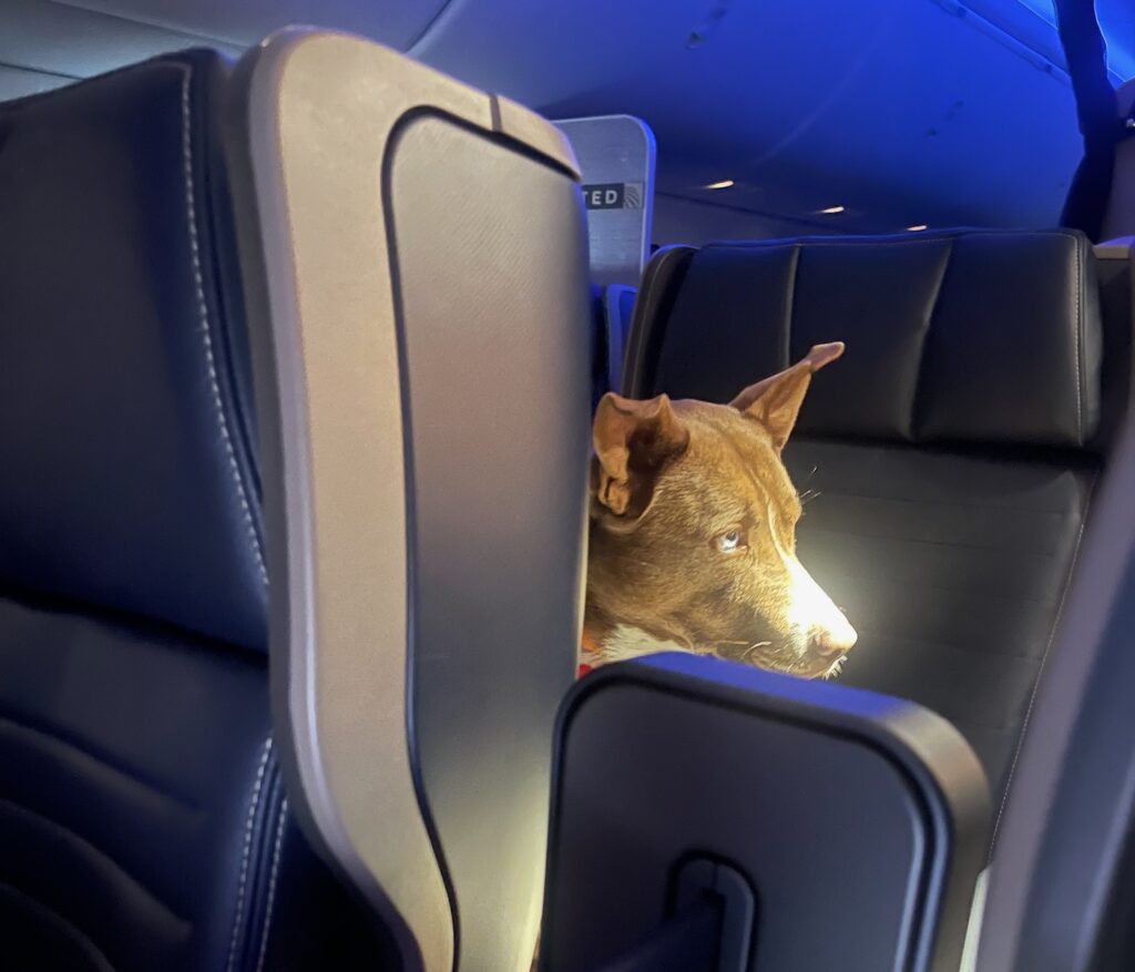 Where Your Pet Can Actually Sit On United Airlines…And Why So Many People Cheat The Rules Dog First Class Meal United