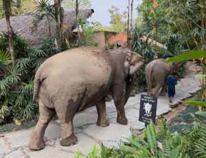 Review: Four Seasons Tented Camp Golden Triangle, Thailand (How Fun!)