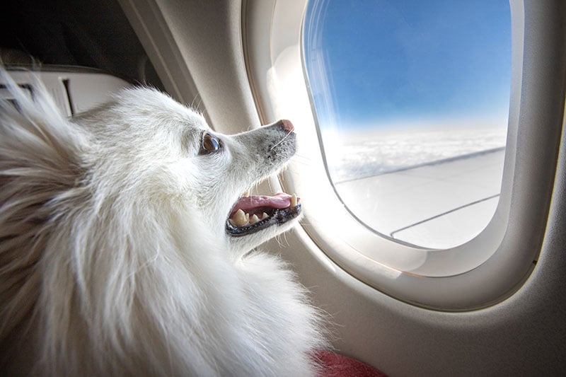 Vicuna Air Expands In-Cabin Pet Flights Between the U.S. and Europe