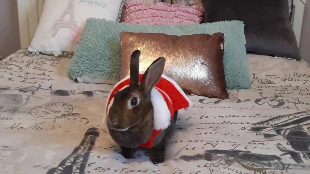 Rosie The Rabbit Died After A 3-Day Air Canada Journey. Now Her Family Demands Change