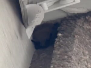United Pilot Sues Marriott After Hotel Room Invaded By Bats, Leading To Bites, Rabies Shots United Pilot Sues Marriott After Hotel Room Invaded By Bats, Leading To Bites, Rabies Shots