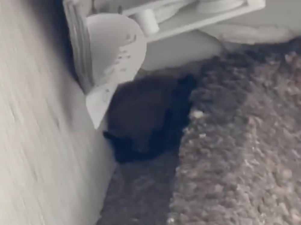 United Pilot Sues Marriott After Hotel Room Invaded By Bats, Leading To Bites, Rabies Shots United Pilot Sues Marriott After Hotel Room Invaded By Bats, Leading To Bites, Rabies Shots
