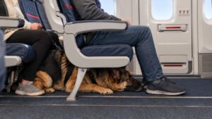 Delta Passenger Says Huge Service Dog Was Shoved Under His Seat, Taking Over His Exit-Row Legroom