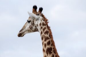 Selara Africa Debuts as Advisor-Only Luxury Tour Operator
